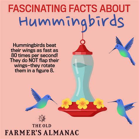 Fascinating Hummingbird Facts