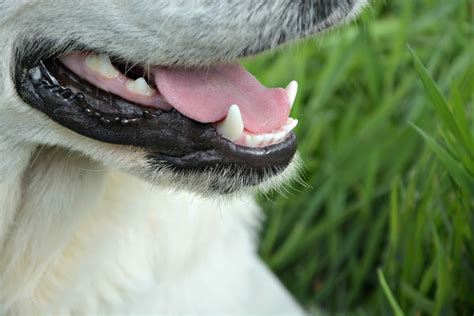 Pale Lips And Gums In Dogs