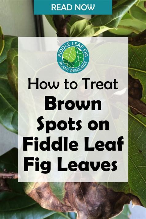 What Causes Brown Spots On Fiddle Leaf Fig Leaves Fiddle Leaf