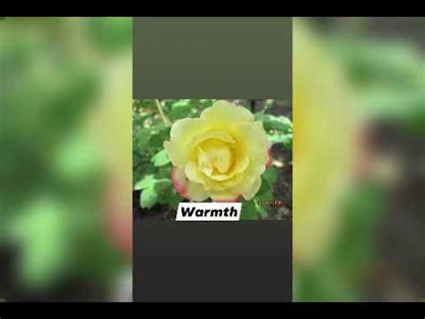 Although these are no longer commonly understood by populations that are increasingly divorced from their old rural traditions, some survive. MEANING of Yellow Rose flowers - YouTube