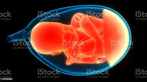Human Fetus Baby In Womb Anatomy Stock Photo Download Image Now Istock