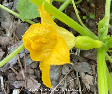 I wasn't sure if this was due to incomplete pollination, too much or too little water, or squash vine borer. How To Hand Pollinate Squash & Zucchini - Dogwoods ...