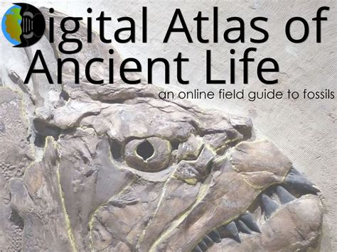 1000 Images About Fossils Identified And Websites On