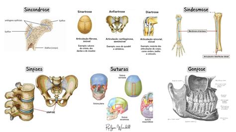 Mapa Mental Sistema Articular Anatomia Res Academy