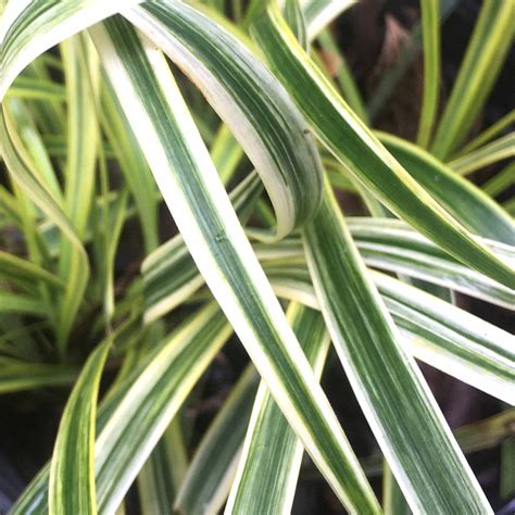 Yellow Variegated Liriope Plant Variegated Monkey Grass Etsy Canada