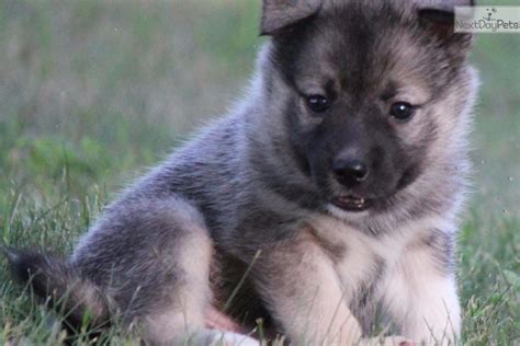 Norwegian Elkhound Puppy For Sale Near Grand Rapids