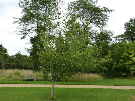 35 Best Hawthorn Tree Varieties Progardentips