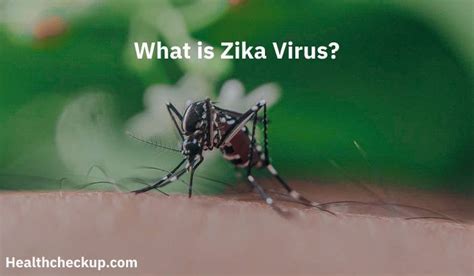 Zika Virus Symptoms Diagnosis Treatment Prevention Health Checkup
