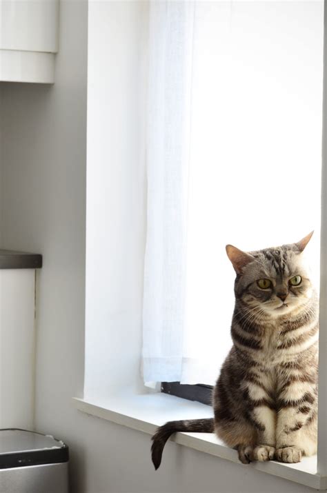 When the top cat is not there to use the preferred perch, the cat feels within her rights to claim it. Tips for Keeping Cats Off Kitchen Counters | Apartment Therapy