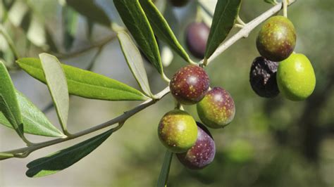 Wenn sie den olivenbaum zu viel bewässern, dann entsteht eine wurzelfäulnis. Olivenbaum überwintern: Das ist wichtig