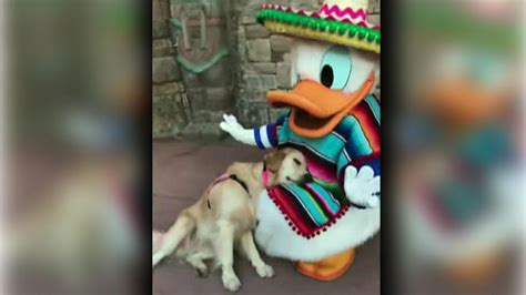 Donald Duck Cuddles With Service Dog At Disney World In Adorable Video
