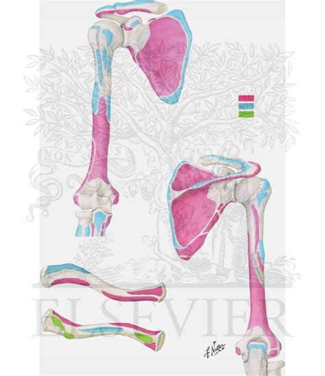 Muscle Attachment Sites Of Humerus Scapula And Clavicle