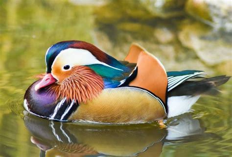 Rare Mandarin Duck Spotted Roaming A Bc Park