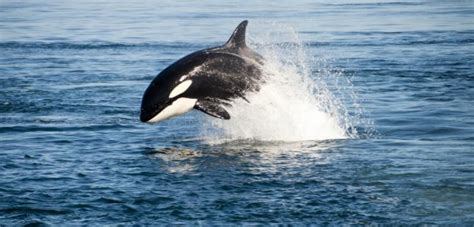 Group Of Transient Orcas Arrives In Pacific Northwest