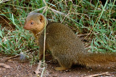 Keeping A Mongoose A Snakes Worst Nightmare As A Pet