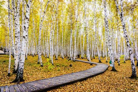 Birch Tree Forest Scenic Area Ticket In Inner Mongolia