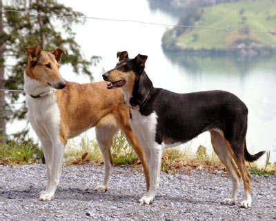 breeds dog smooth collie dog description