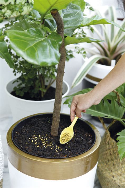 Daunnya yang runcing adalah salah satu bagian yang dapat dikatakan sebagai bagian dari pohon cemara. cara-merawat-tanaman-hias-5 - IlmuBudidaya.com
