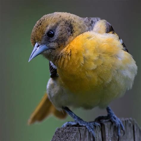 ヒメオウゴンイカル Golden Grosbeak Golden Bellied Grosbeak Southern Yellow