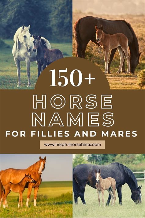 150 Horse Names For Fillies And Mares Tips For Naming In 2021