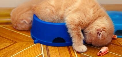 If your cat or kitten is vomiting foam should you see the vet? How to Celebrate Spring Break With Your Cat - Catster