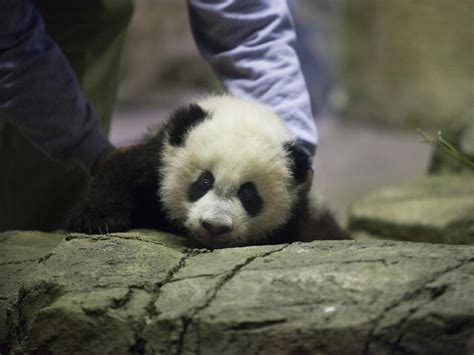Panda Cub Bei Bei Is Set To Share His Adorableness With The World