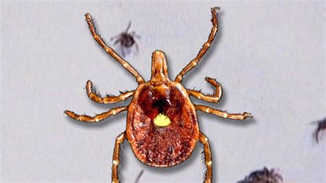 How You Can Prevent A Lone Star Tick Bite