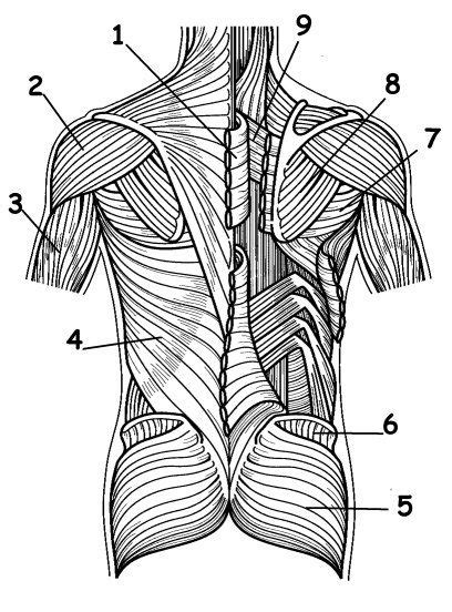 Human Muscles Diagram Unlabeled Human Muscles Back View Worksheet