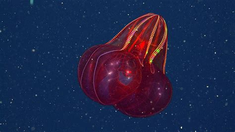 Bloody Belly Comb Jelly Mbari