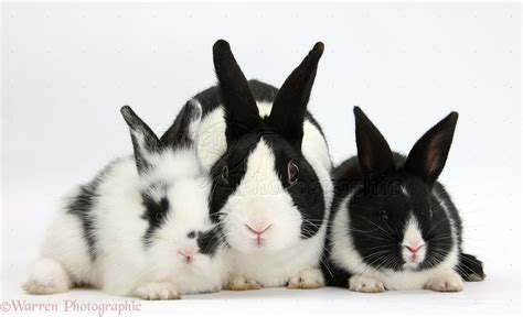 Dutch Rabbit And Black And White Baby Bunnies Photo Wp36019