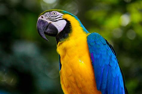 Aves Do Brasil Curiosidades Espécies Tipos E Muito Mais Guia Animal
