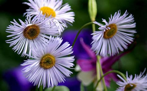 Flower Flowers Petals Garden Nature Plants Beautiful Delicate