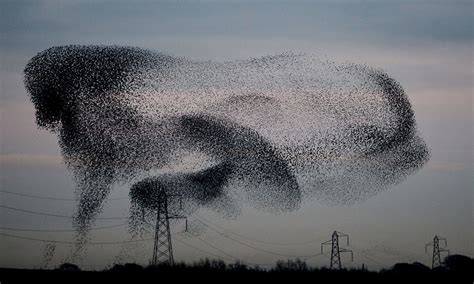 Starling Murmuration Season In Pictures Bird Reptiles And Creatures