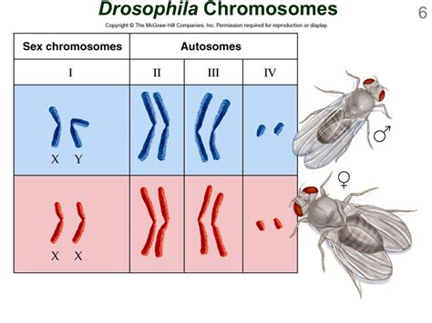 A Schematic Representation Of Sex Chromosome Organization During Male My Xxx Hot Girl