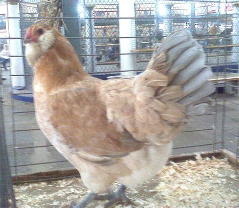 We have beautiful robust ameraucanas. Blue Wheaten Ameraucana Hen | Ameraucana chicken hens, Chickens backyard, Heritage chickens