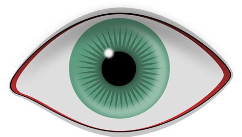 Eye Pupil Iris · Free Vector Graphic On Pixabay