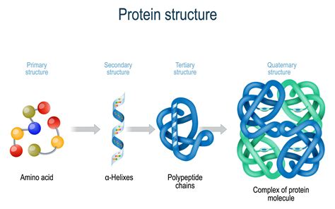 Primary structure is simply the sequence of residues making up the protein. Martin's Wellness Connection Blog - Complete Protein or ...