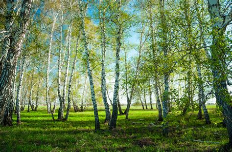Summer Birch Forest Russia By Yuri Bukharin Nw C Birch Forest Summer Landscape Forest