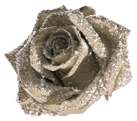 Creative and beautiful pink romantic rose petals falling. ForgetMeNot: black roses