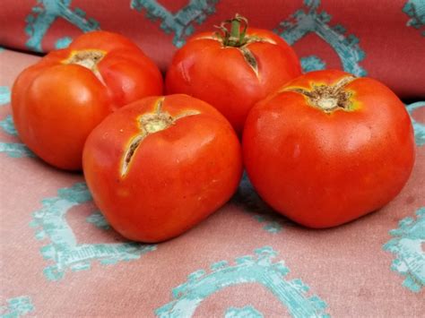 Tomato Druzba Seeds Certified Organic Garden Hoard Certified