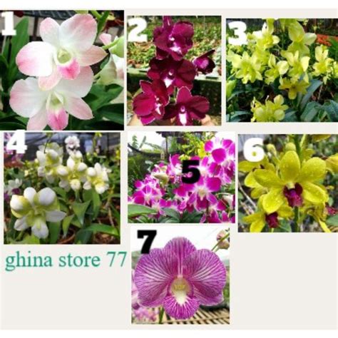 Jual Anggrek Dendrobium Sudah Berbunga Anggrek Dendrobium Spike