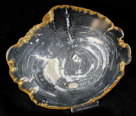 The seat is 16 inches long and the back is 19 inches. 9.5" Petrified Wood (Tropical Hardwood) Slab - Indonesia ...