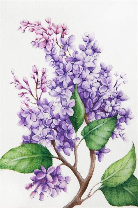 Lilac Painting Lilac Painting Flower Drawing Flower Painting