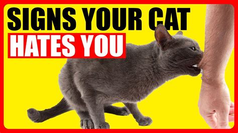 12 Signs Your Cat Hates You Watch Out For These Youtube