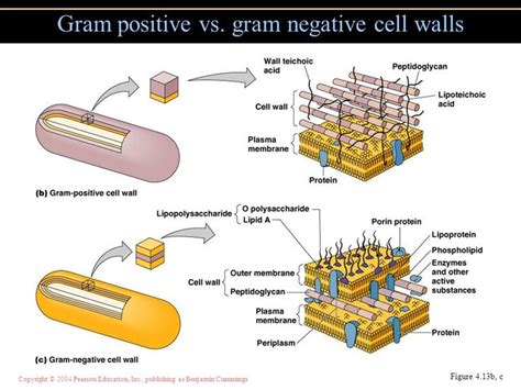 Gram Positive Vs Gram Negative Cell Walls Cell Wall Microbiology