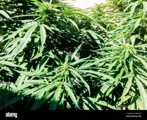 Cannabis Plants Growing Hi Res Stock Photography And Images Alamy