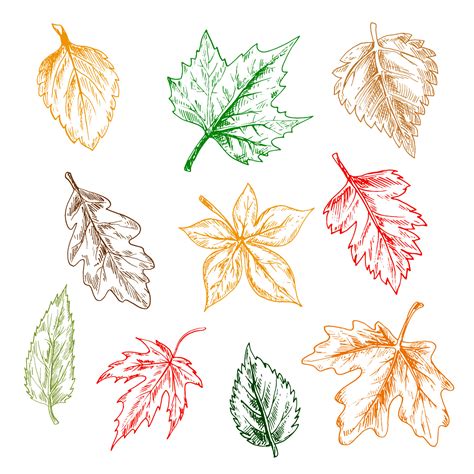 Trees And Plants Leaves Pencil Sketch Set 11664588 Vector Art At Vecteezy