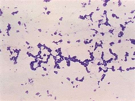 Staphylococcus Bacteria Shape