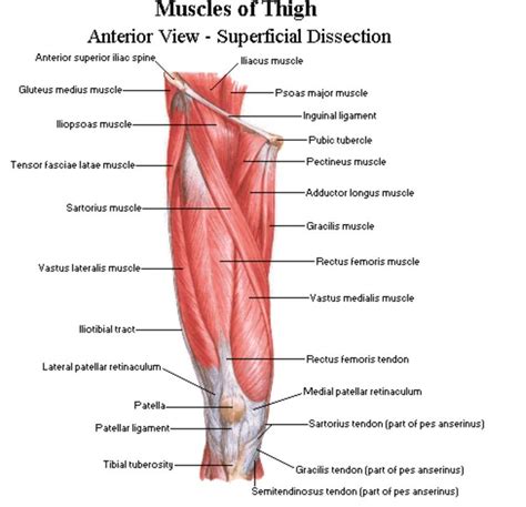 Anterior Aspect Of The Thigh Netter Thigh Muscle Anatomy Thigh