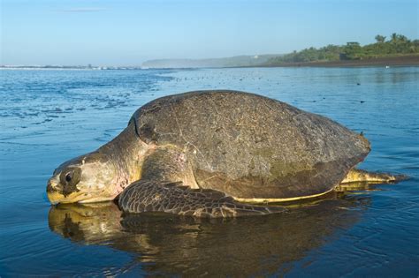 Sighting Of Olive Ridley Sea Turtles Off The Coast Of Odisha Marks The